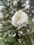 茶花