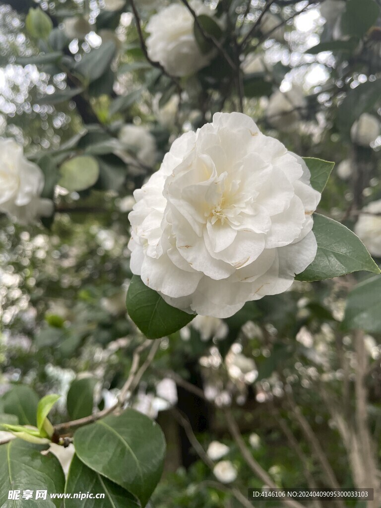 茶花