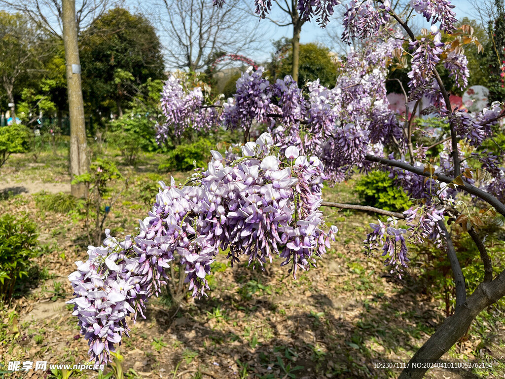 紫藤花