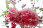 山樱花