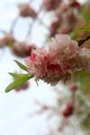 山樱花