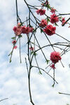 山樱花