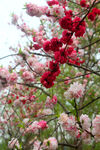 花瓣