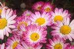 雏菊