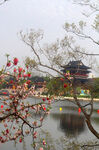 树枝