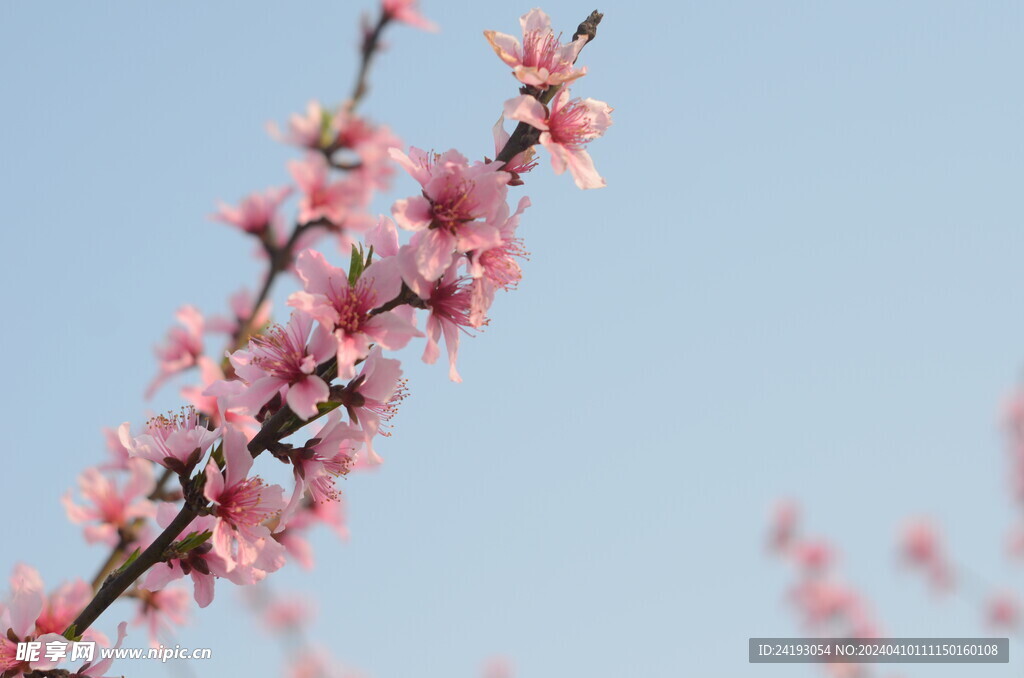 桃花