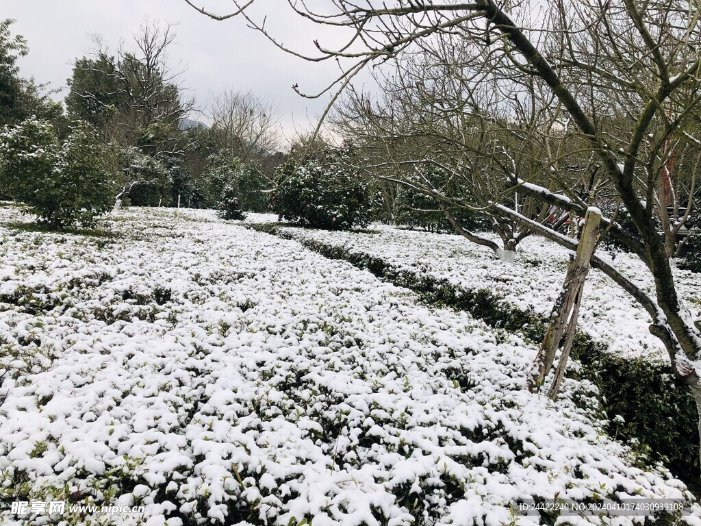 雪景图