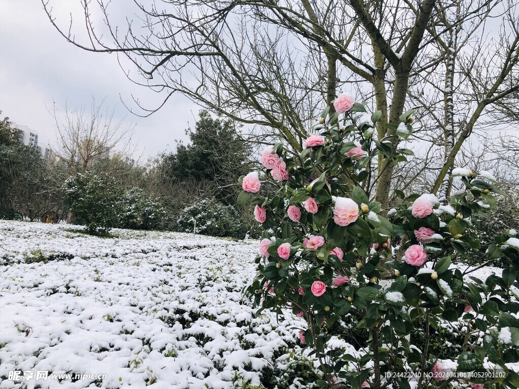 雪景