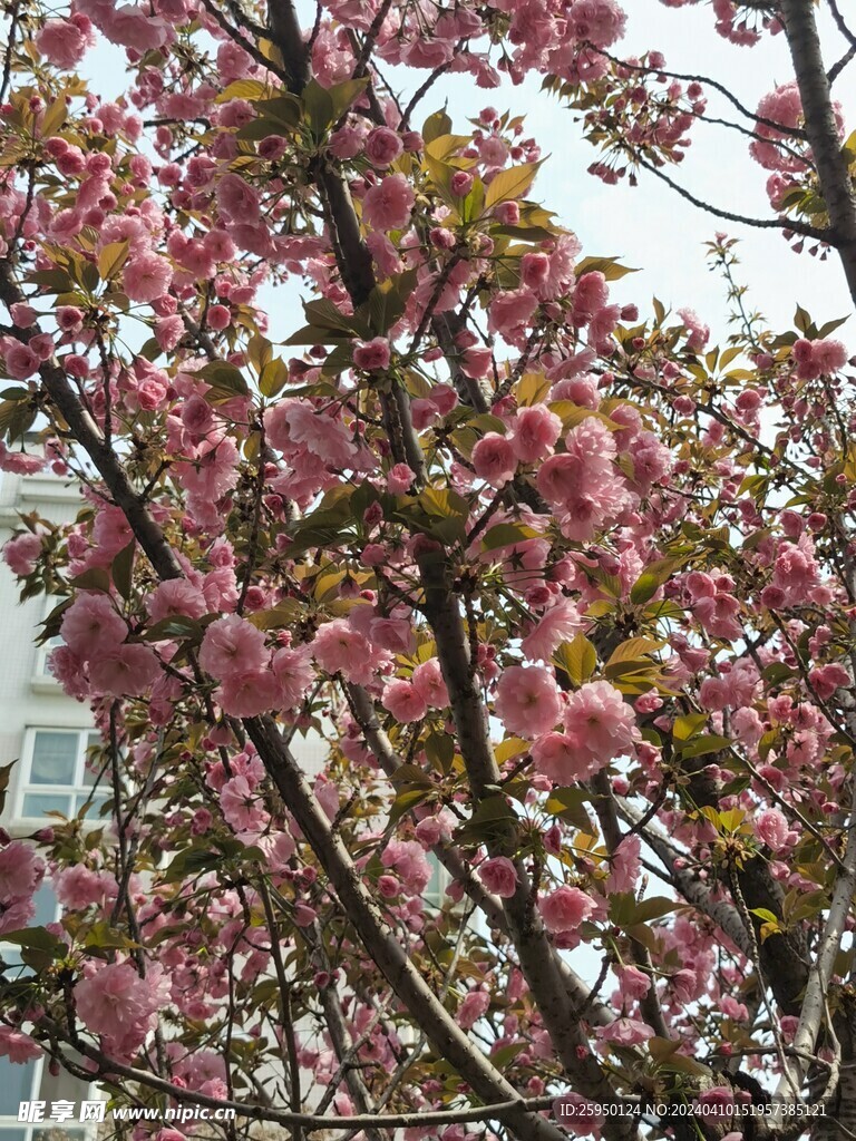 樱花