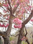樱花树