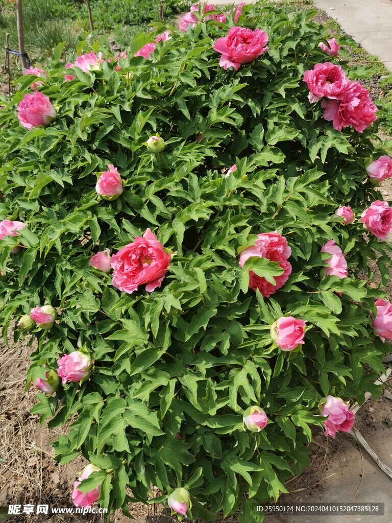 红牡丹