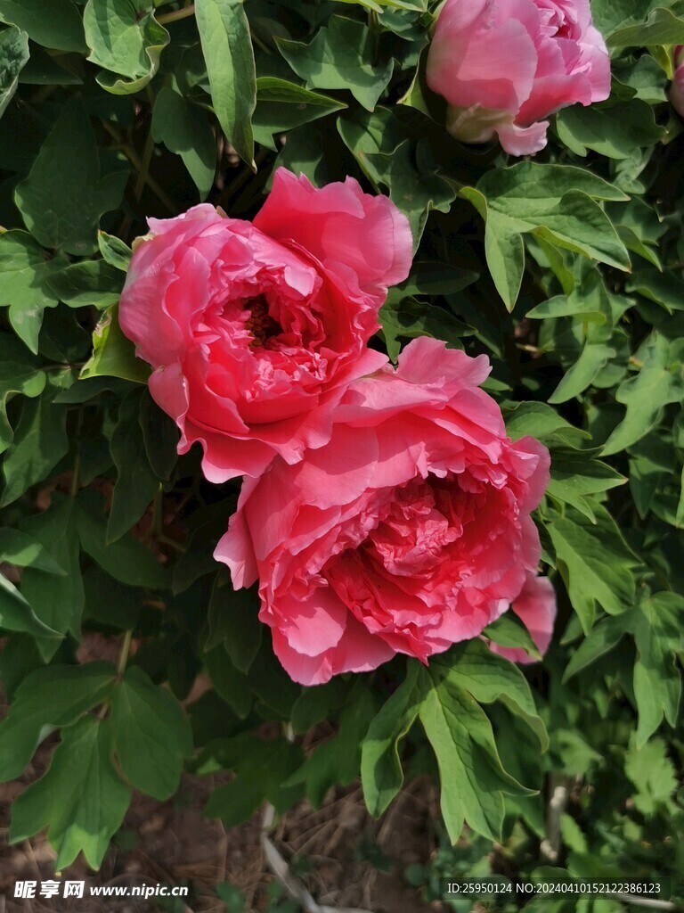 红牡丹