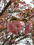 樱花树
