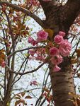 樱花树