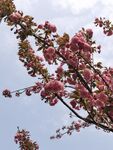 樱花树