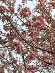 樱花树