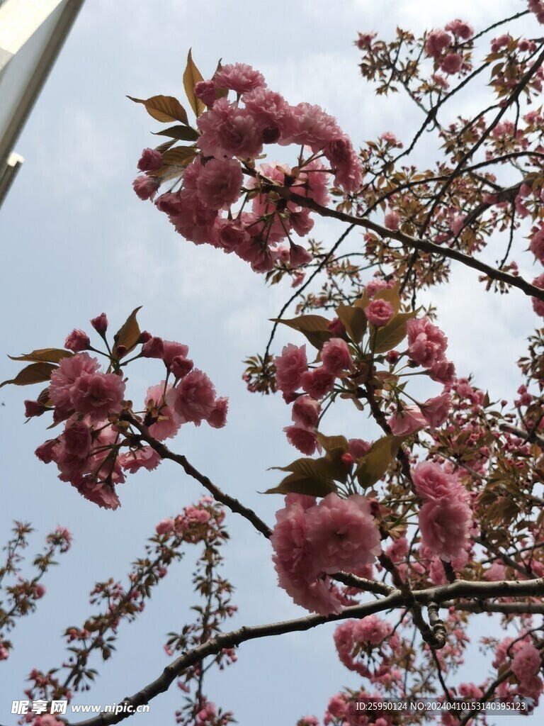 樱花