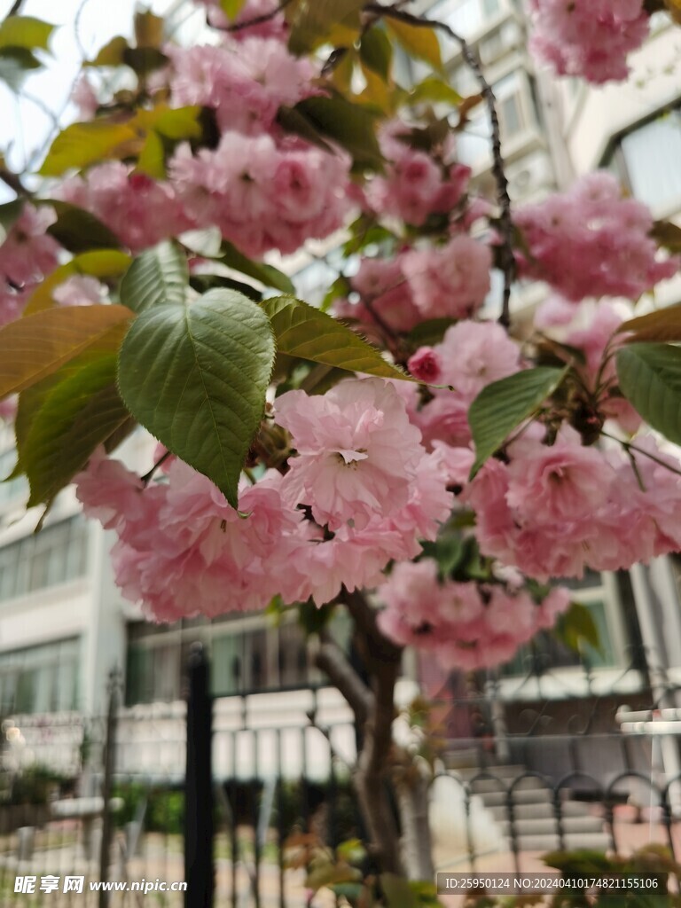 樱花