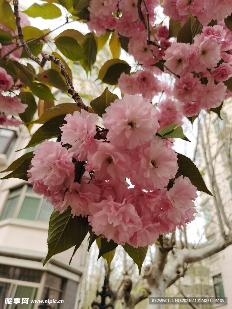 樱花
