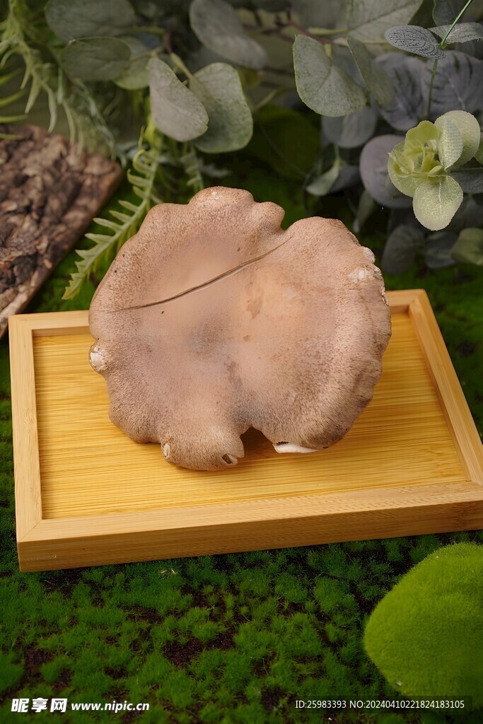 云南菌菇