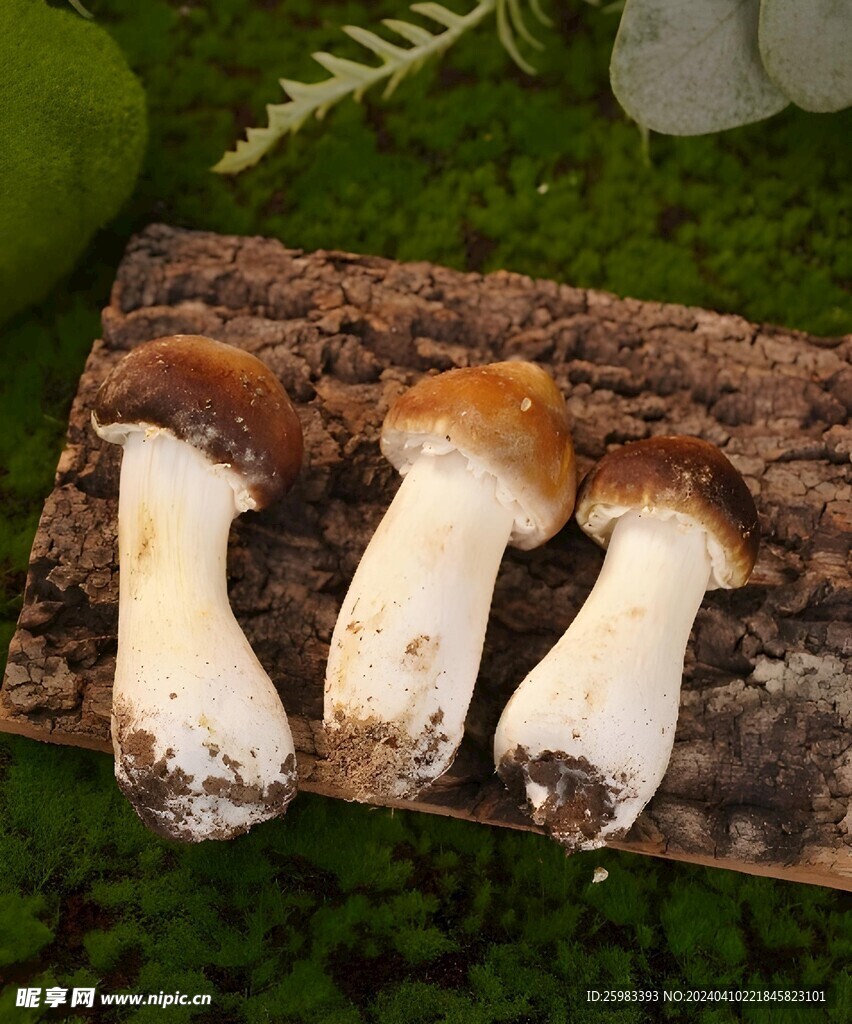 云南菌菇