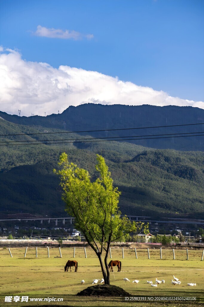 山区牧场