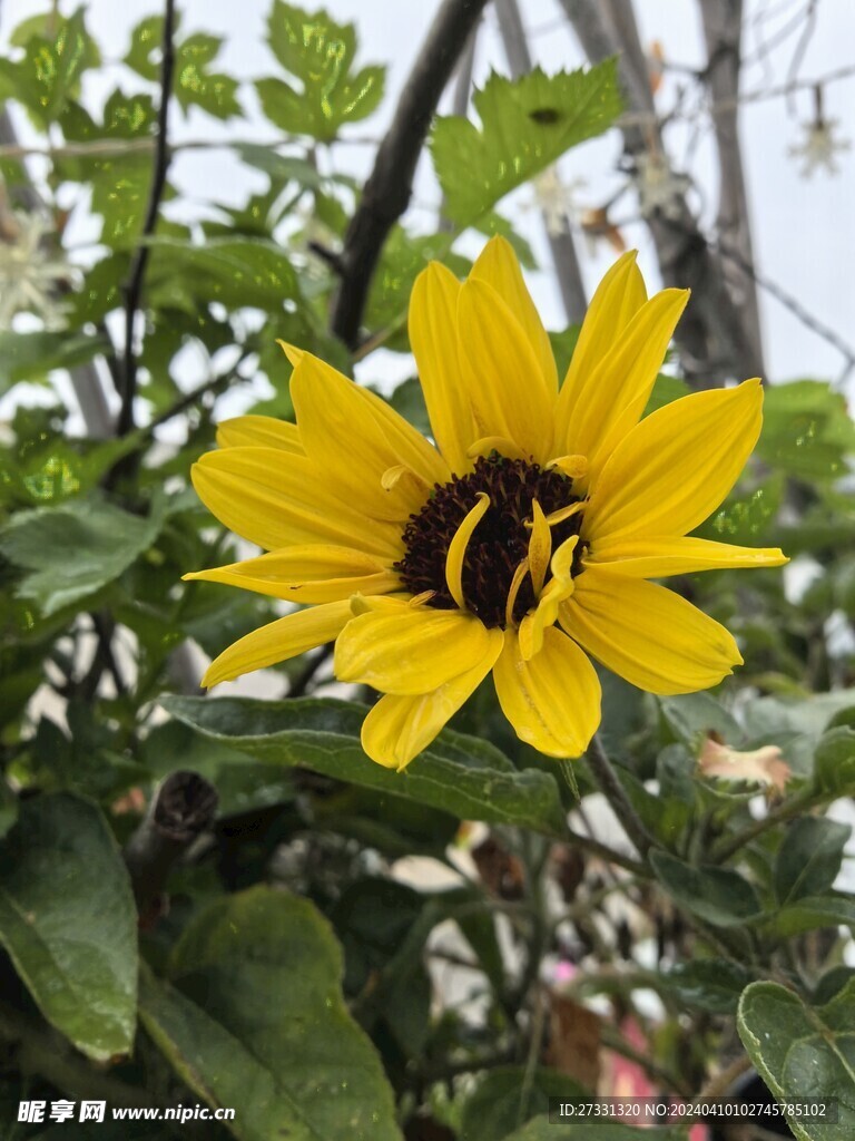 小葵花