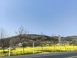 油菜花