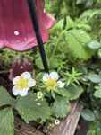 草莓花