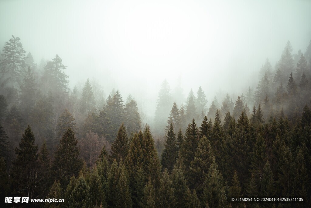 大雾山河山旷野俯瞰森林绿色深山