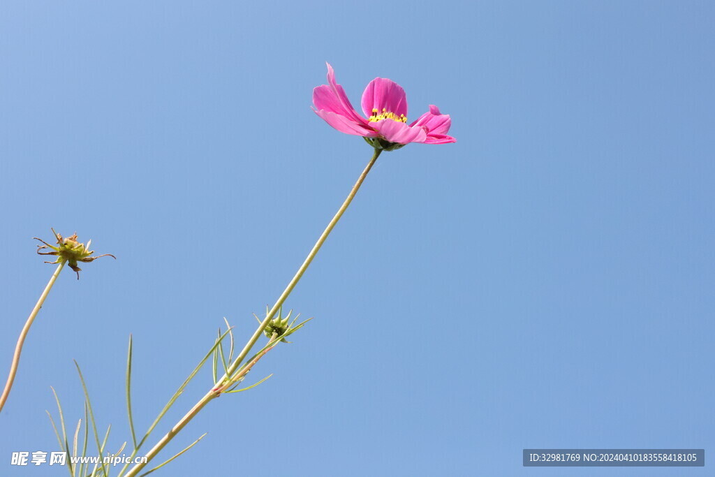 野花