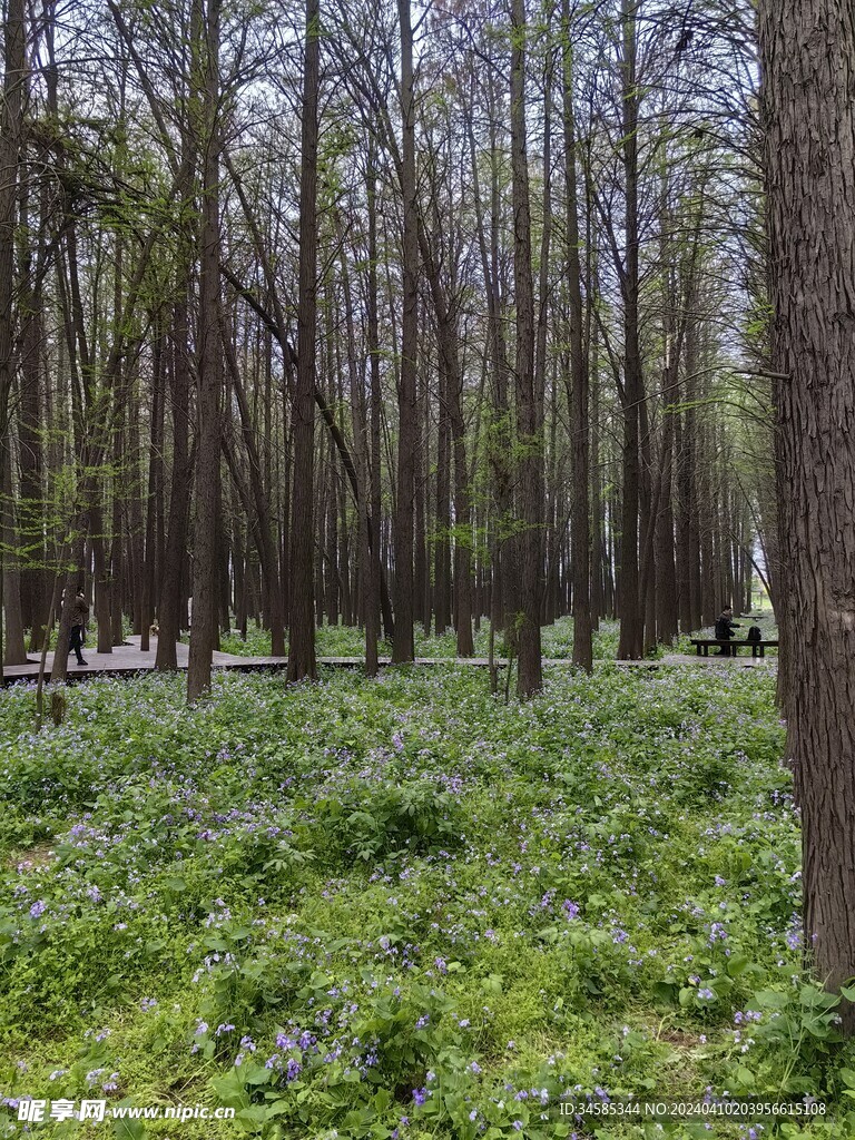 二月兰