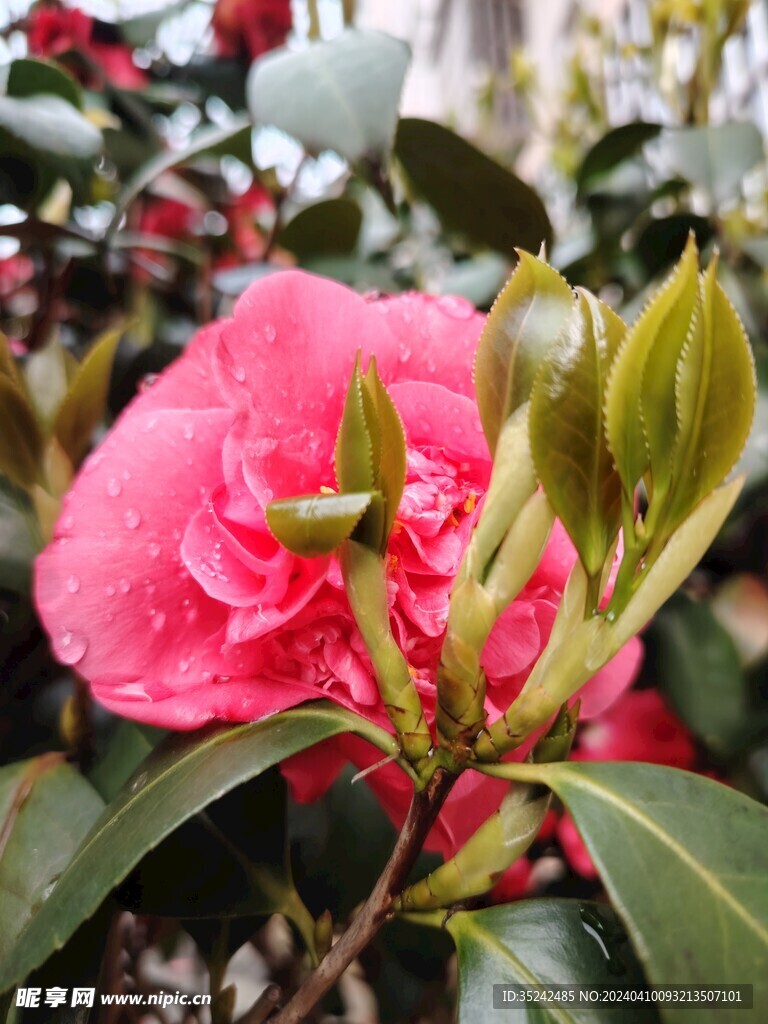 雨后山茶花