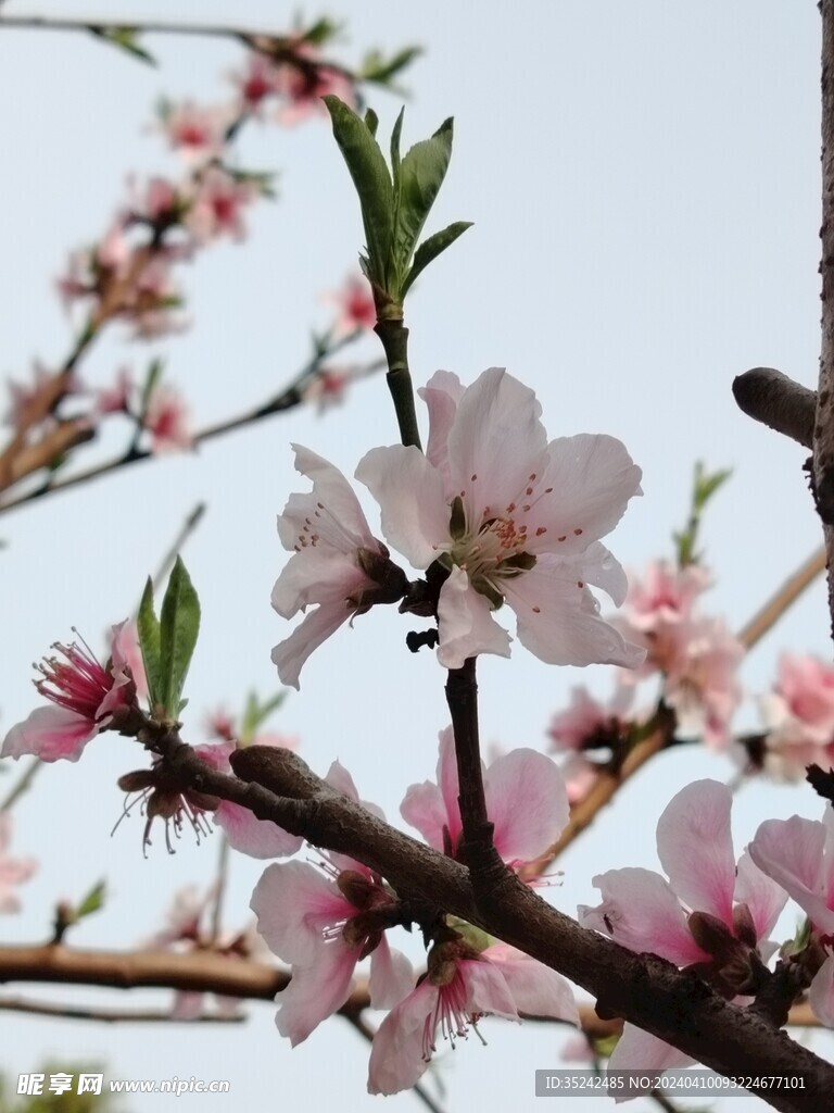 繁花