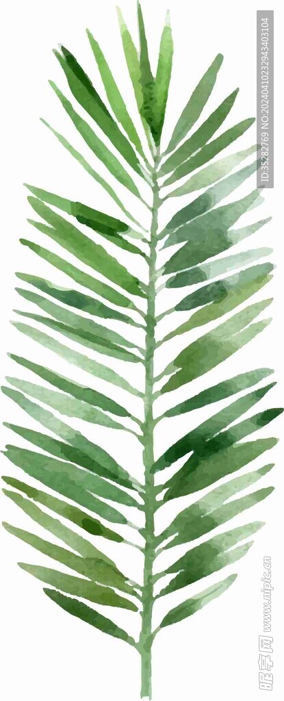 散尾葵绿植叶子手绘