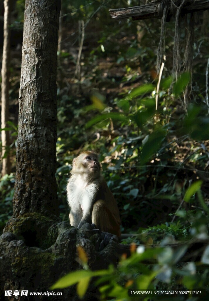 小猴子