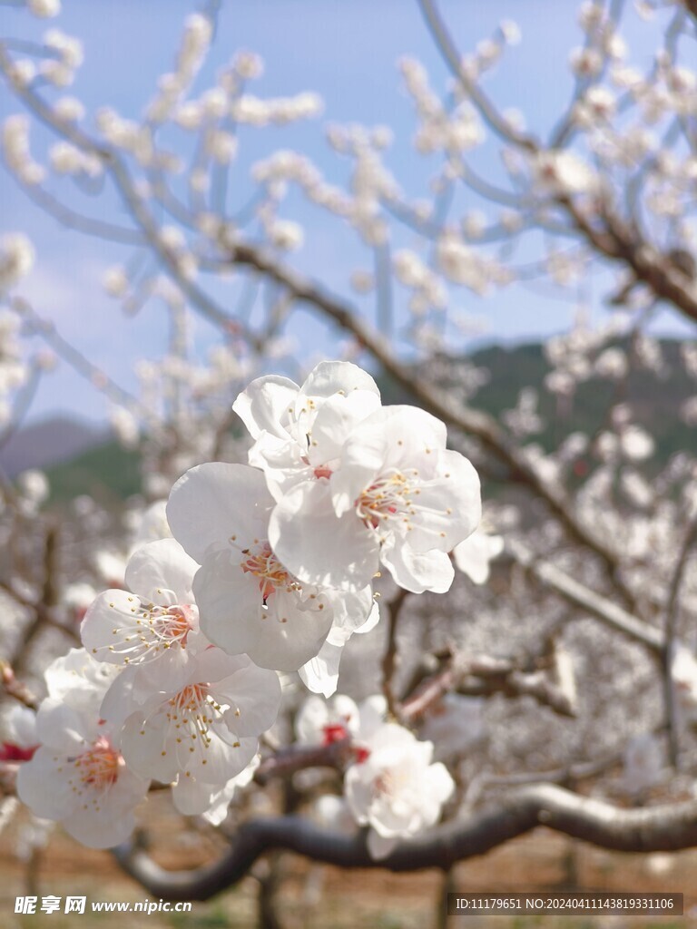 杏花开