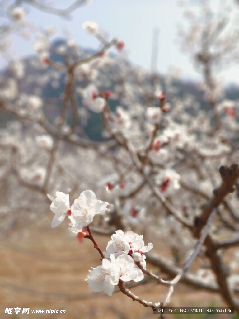 杏花背景