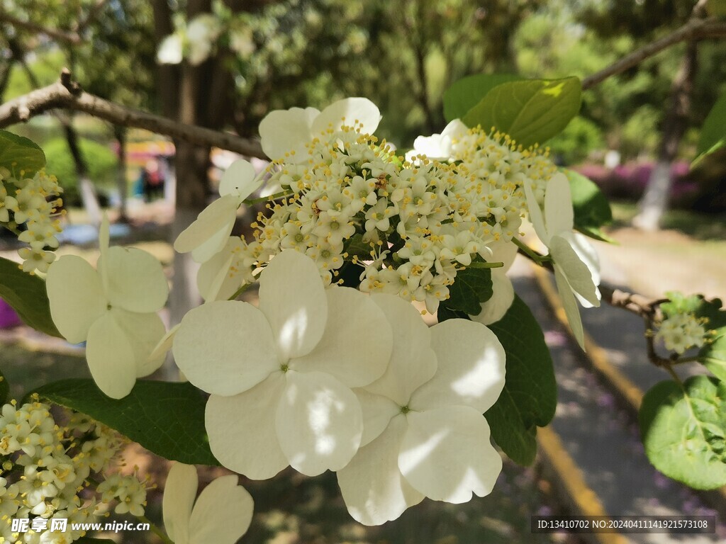 琼花 绣球花科 特写