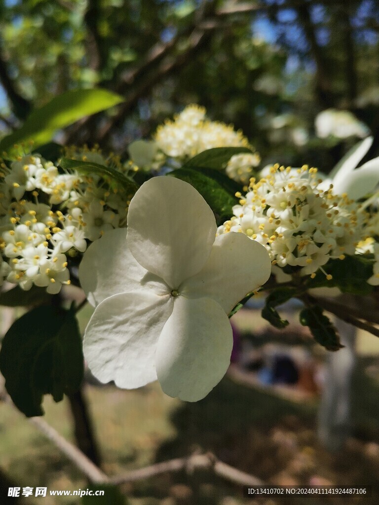 琼花特写