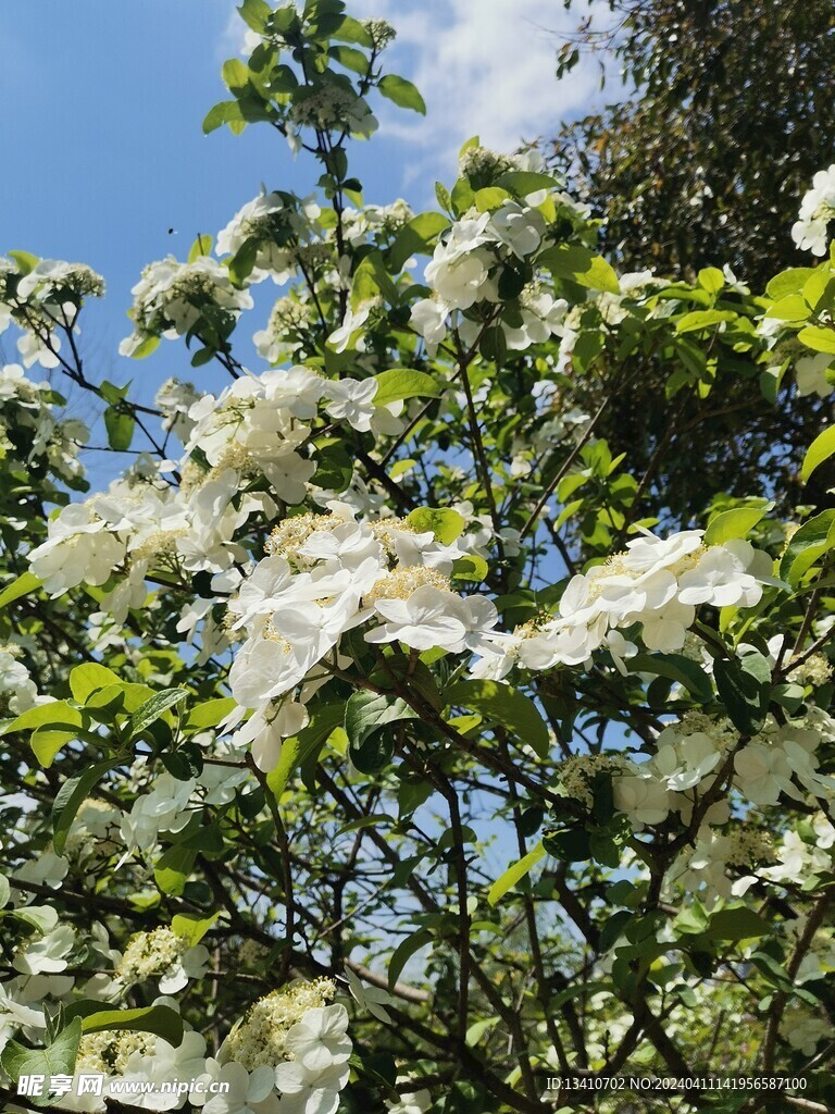 蓝天白云下的琼花