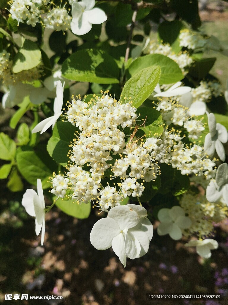 绣球花科琼花特写