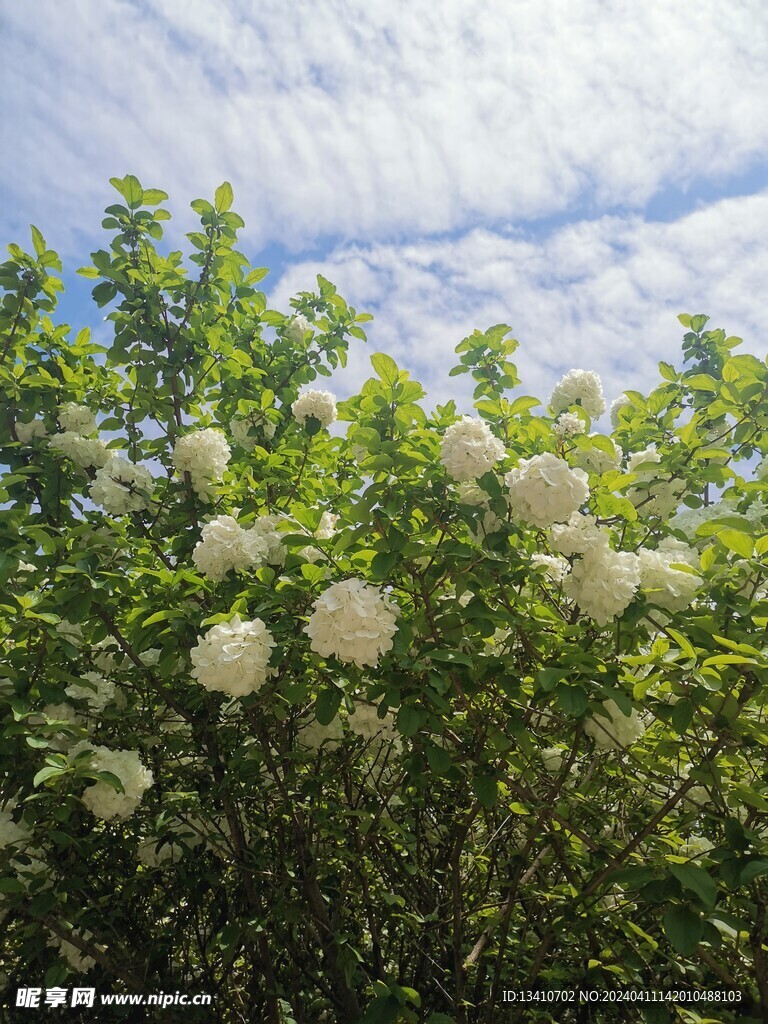 绣球花又名冰淇淋花