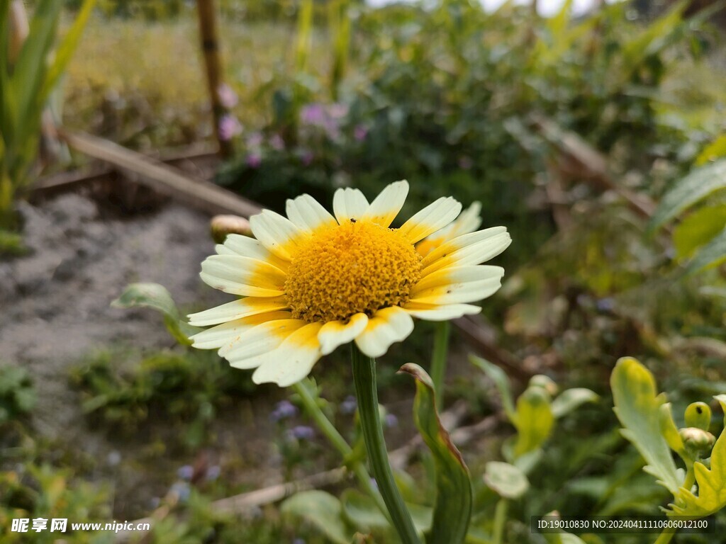 茼蒿花