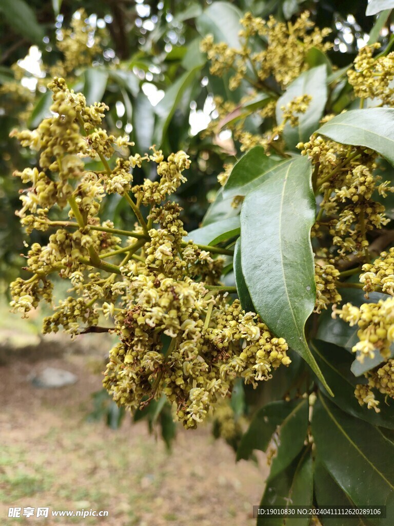 荔枝花