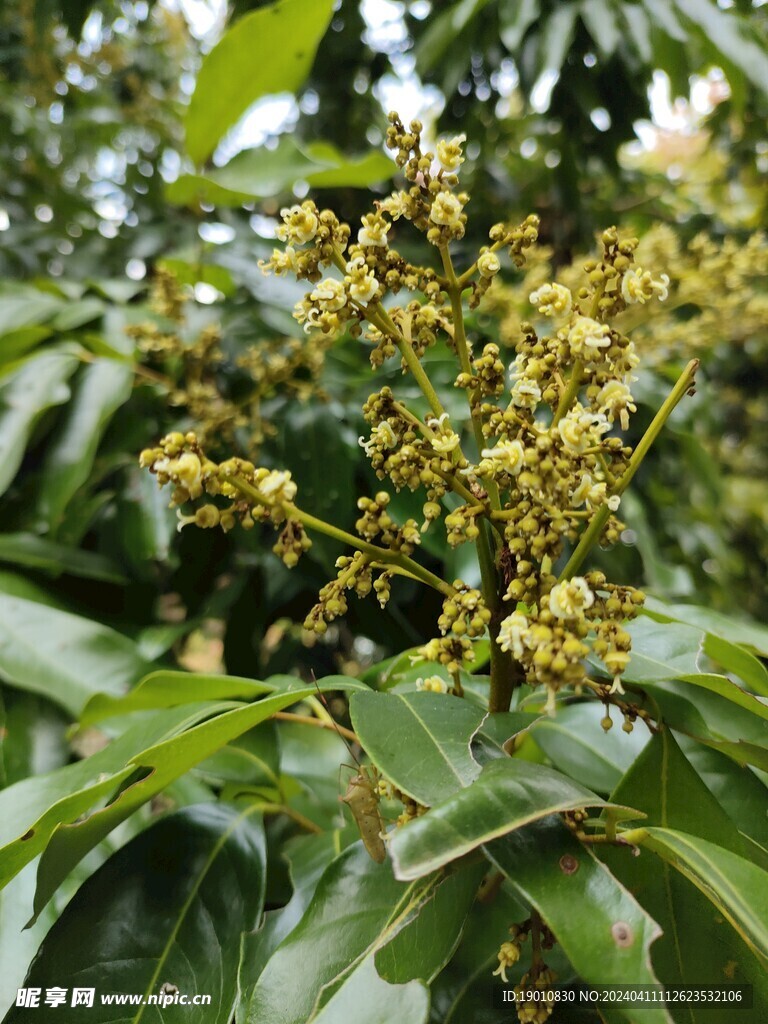 荔枝花