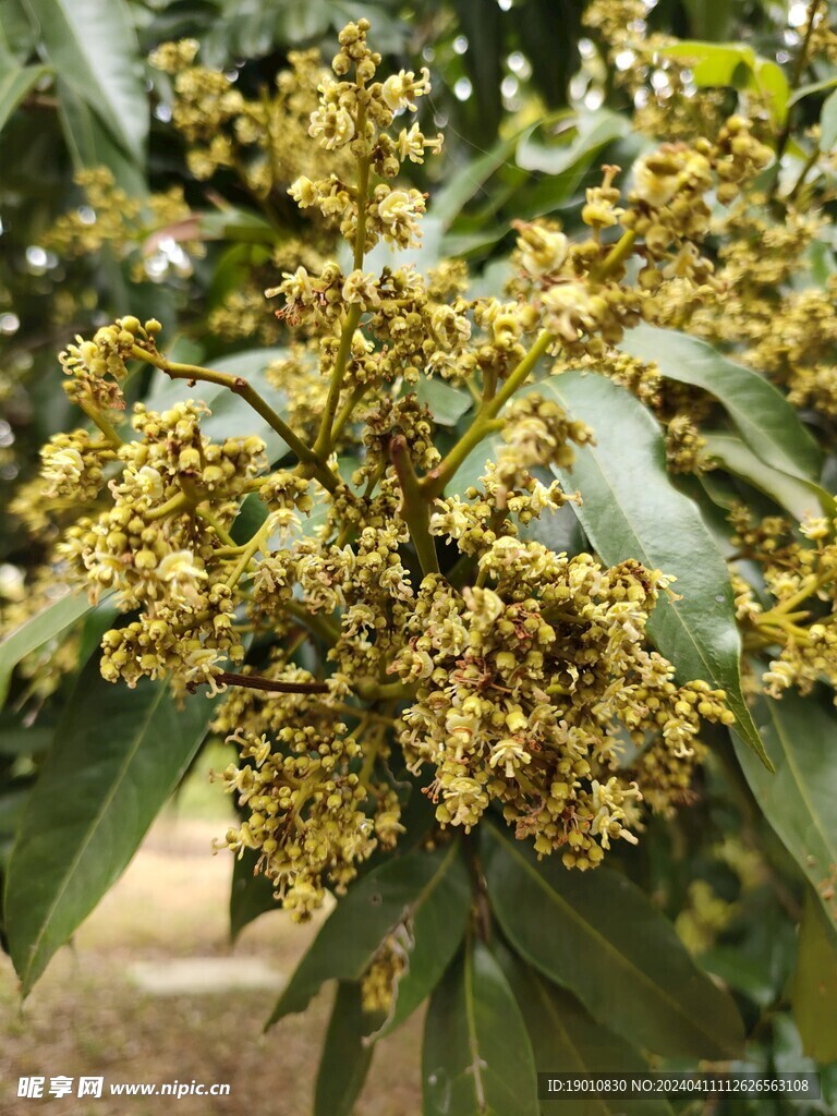 荔枝花