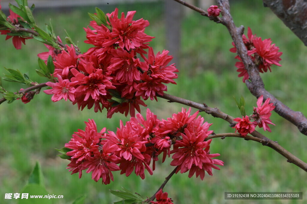 菊花桃  