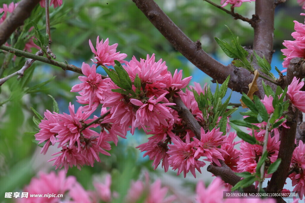 菊花桃  