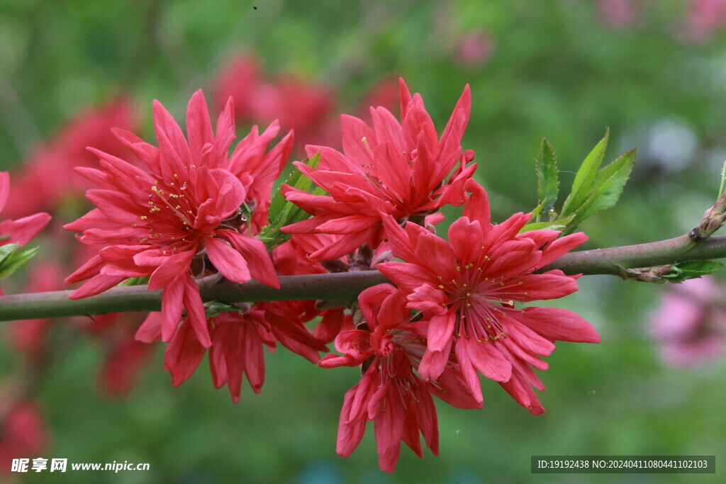菊花桃  